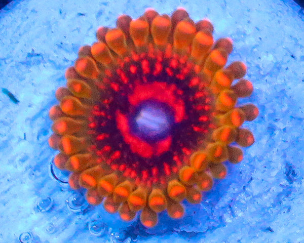 GMK ZOA