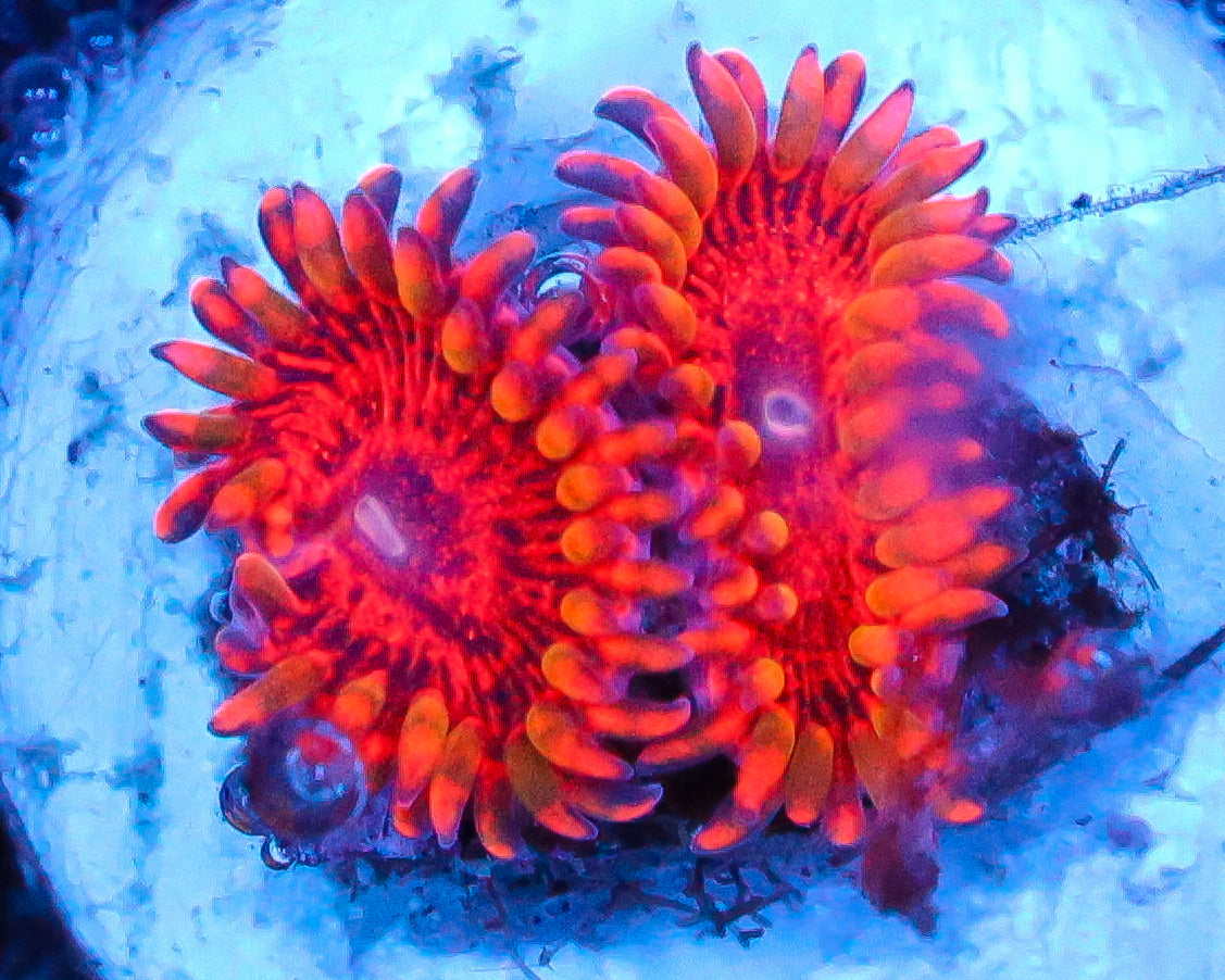 FLAMING MOHICIAN ZOAS
