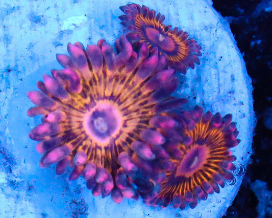 STRATOCASTER ZOAS
