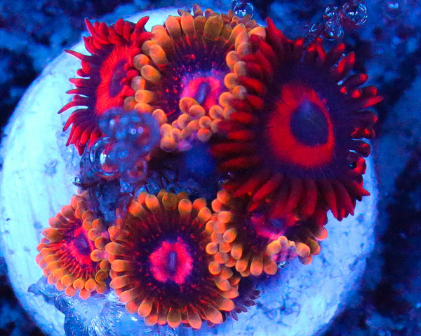MIND TRICK ZOA COMBO