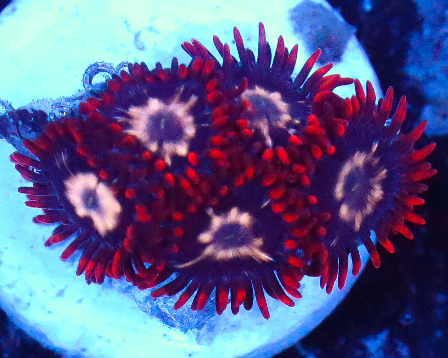 MULTICOLOR ZOAS