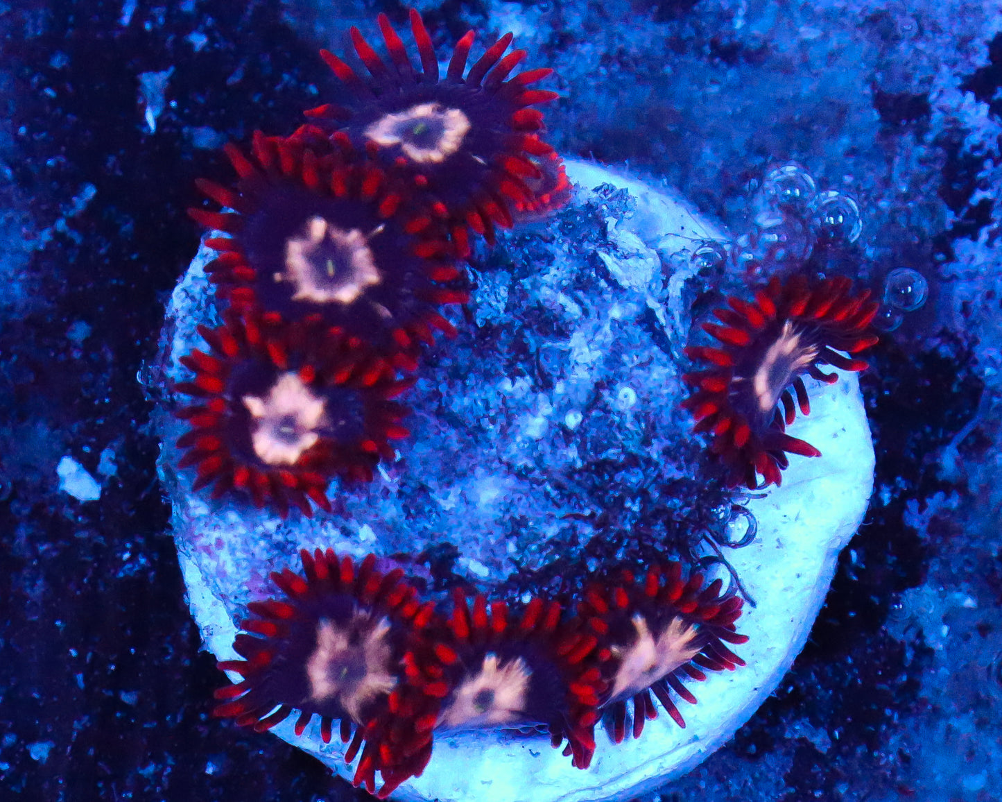 MULTICOLOR ZOAS