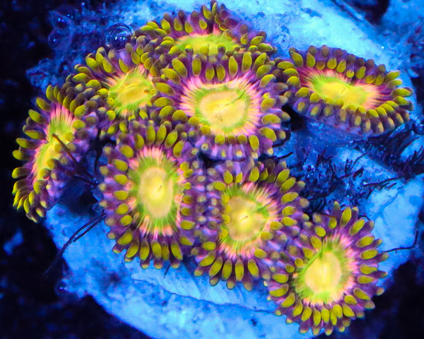 PINK MINEFIELD ZOAS