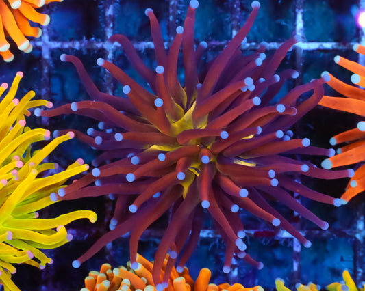 NEW RELEASE KNICKS TORCH VARIETY