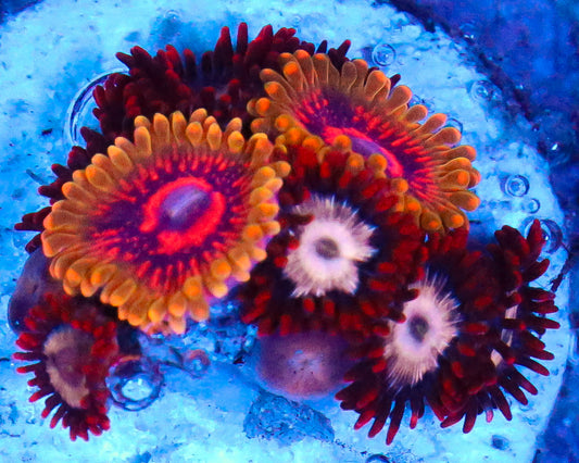 GMK ZOA COMBO