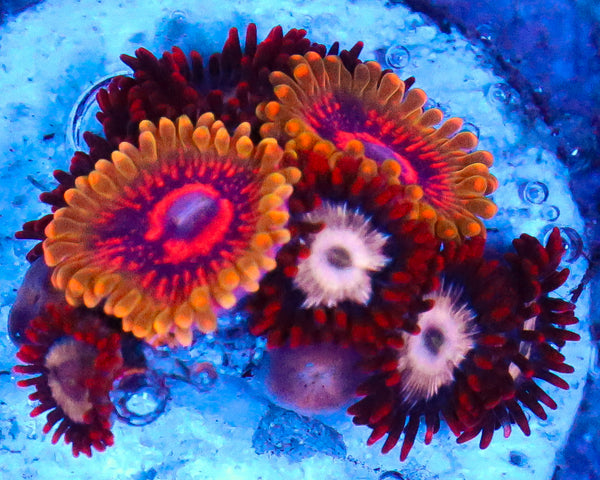 GMK ZOA COMBO