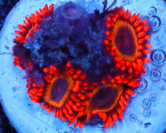 FRUIT LOOP ZOAS