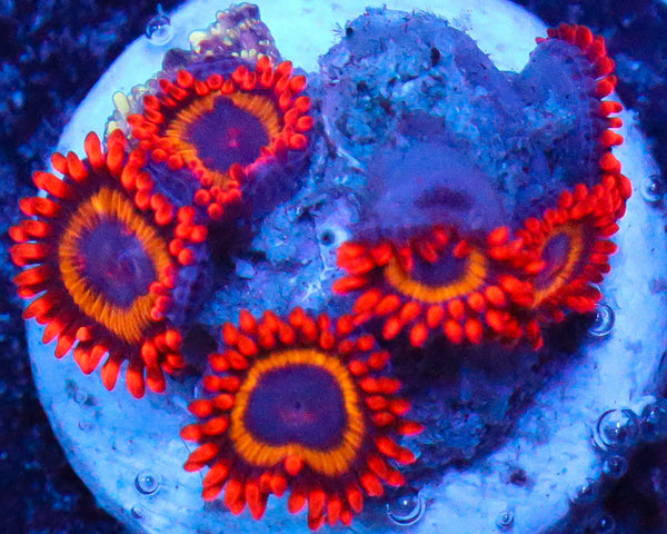 FRUIT LOOP ZOAS
