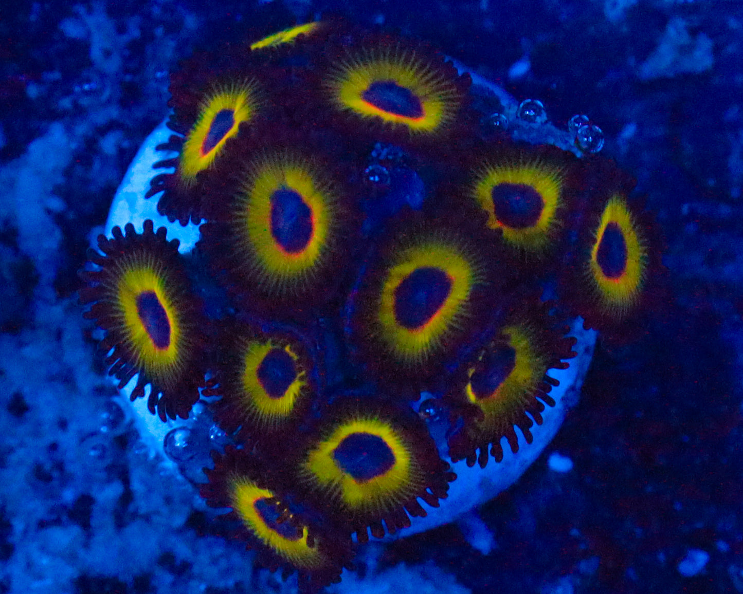 BOB MARLEY ZOAS