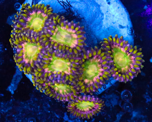 PINK MINEFIELD ZOAS