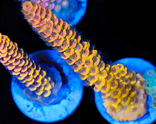 818'S FREAK SHOW TENUIS GRAFTED