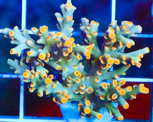 SPECIOSA CHUNK