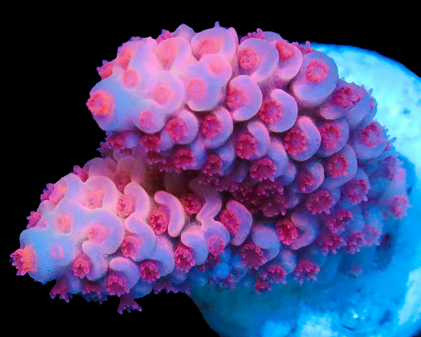 818'S BUBBLEYUM TENUIS