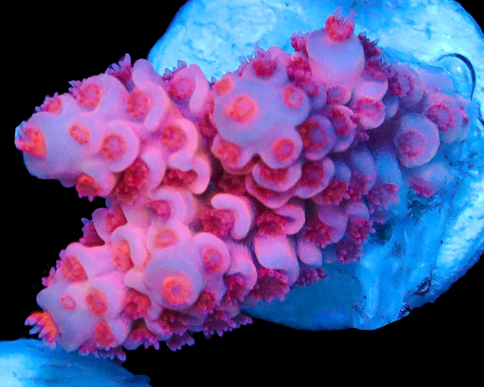 818'S BUBBLEYUM TENUIS