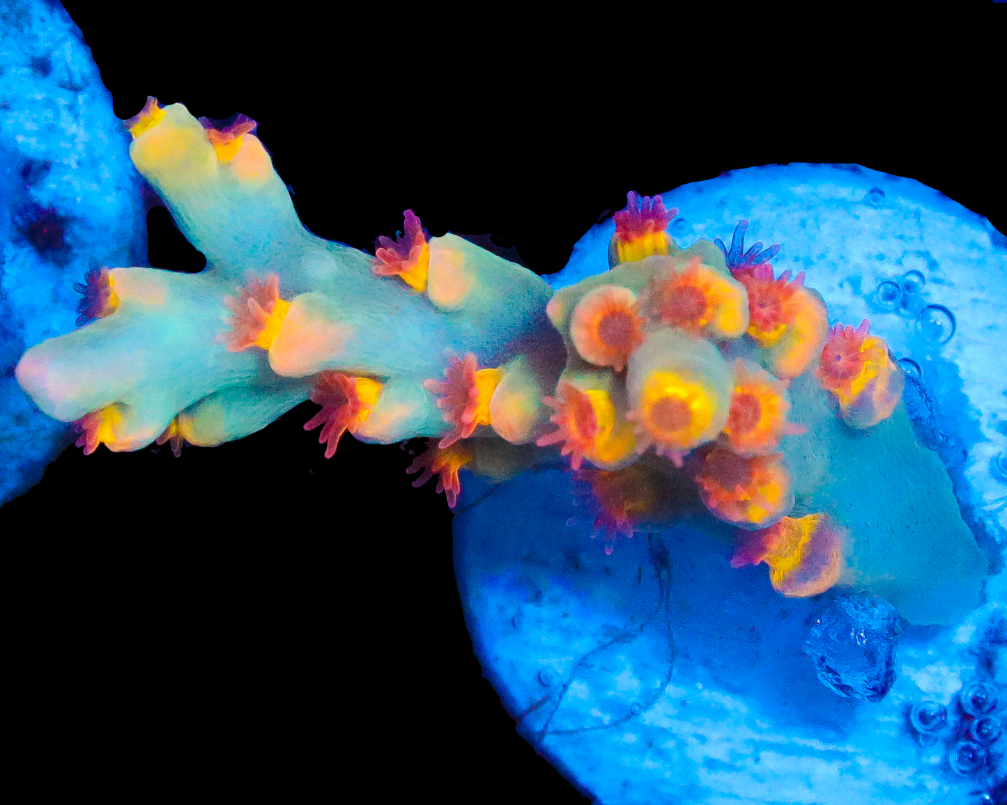 818'S BLUE FLAME SPECIOSA VERY LIMITED