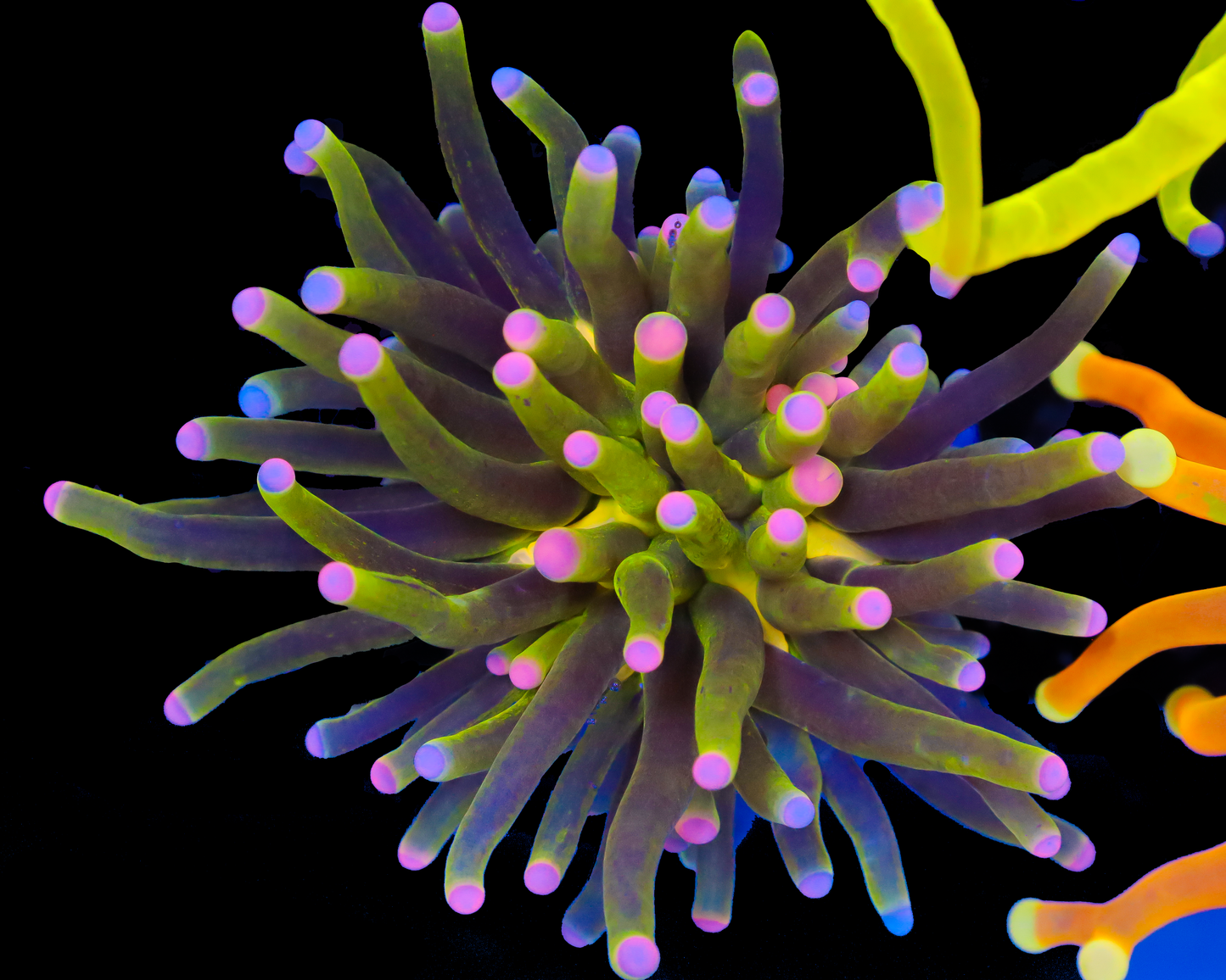 PINK TIP SPARKLE TORCH