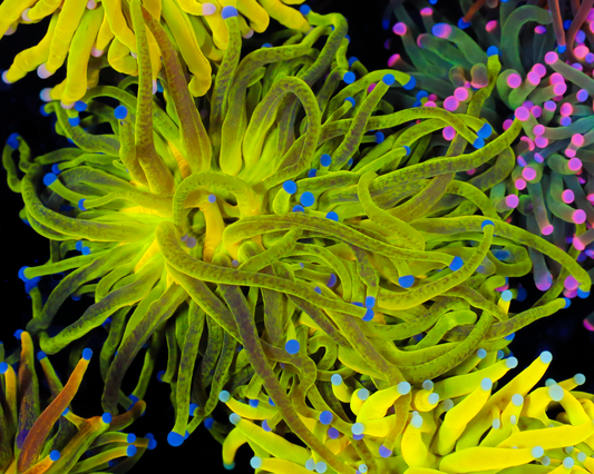 SPARKLE HOLY GRAIL TORCH