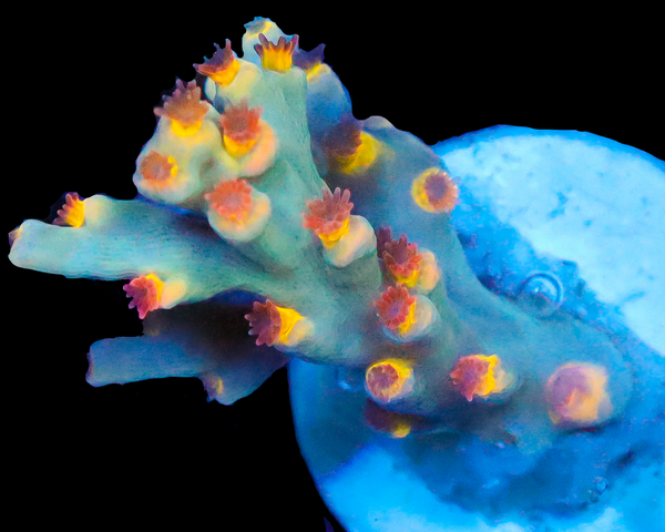 818'S BLUE FLAME SPECIOSA SUPER LIMITED