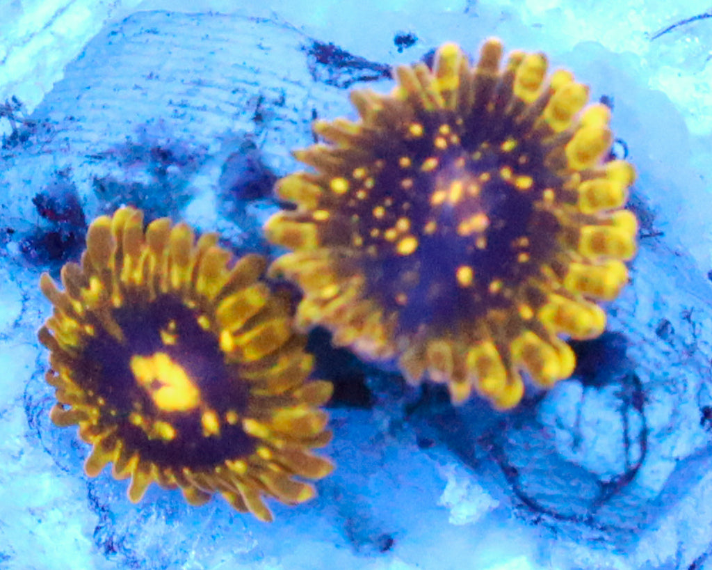 EXOSPHERE ZOAS