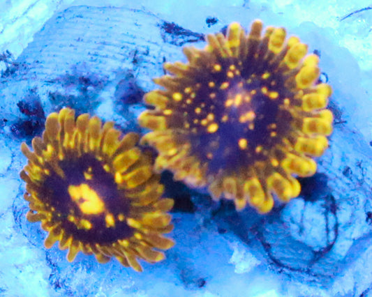 EXOSPHERE ZOAS