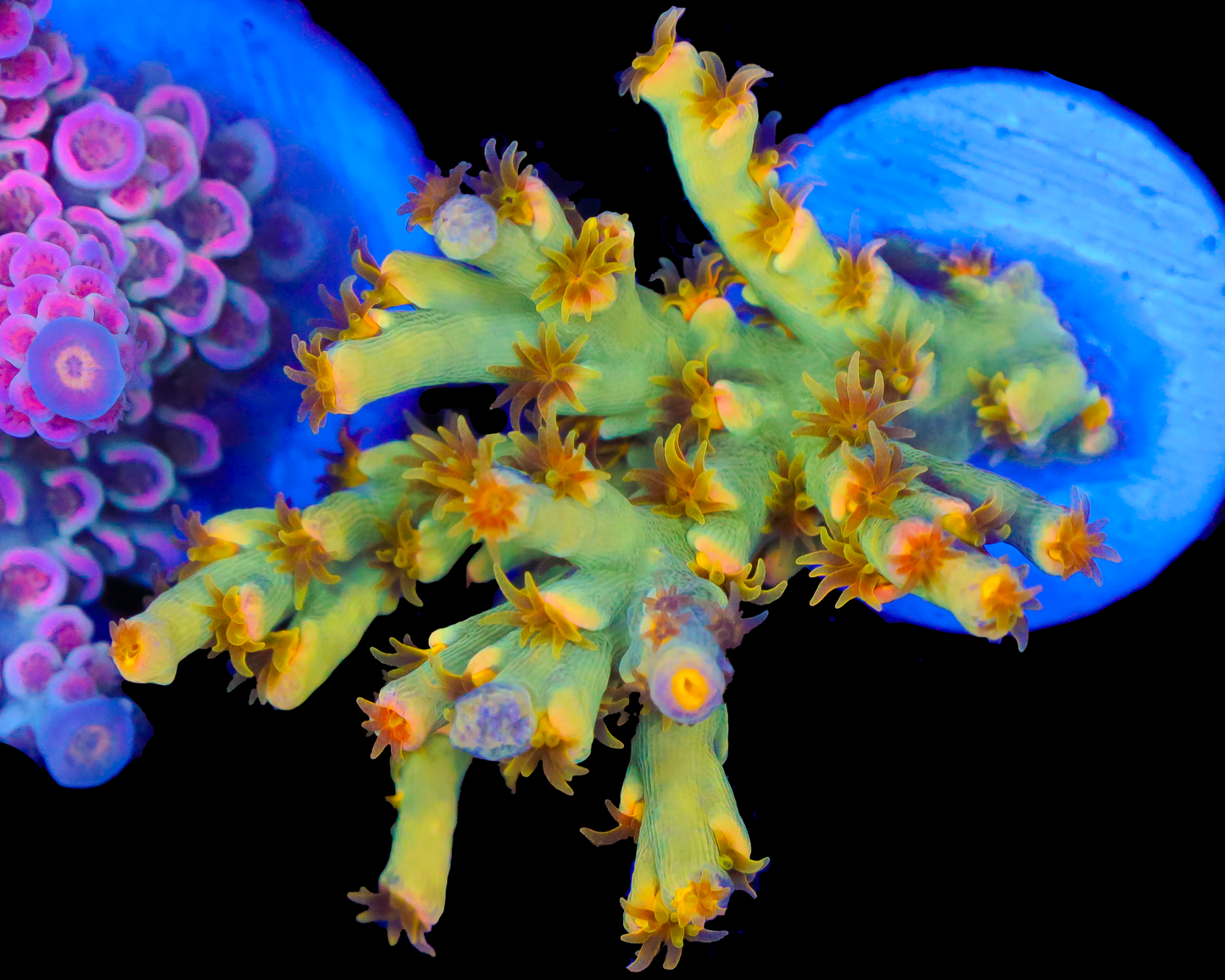 818'S TEARJERKER SPECIOSA NEW RELEASE