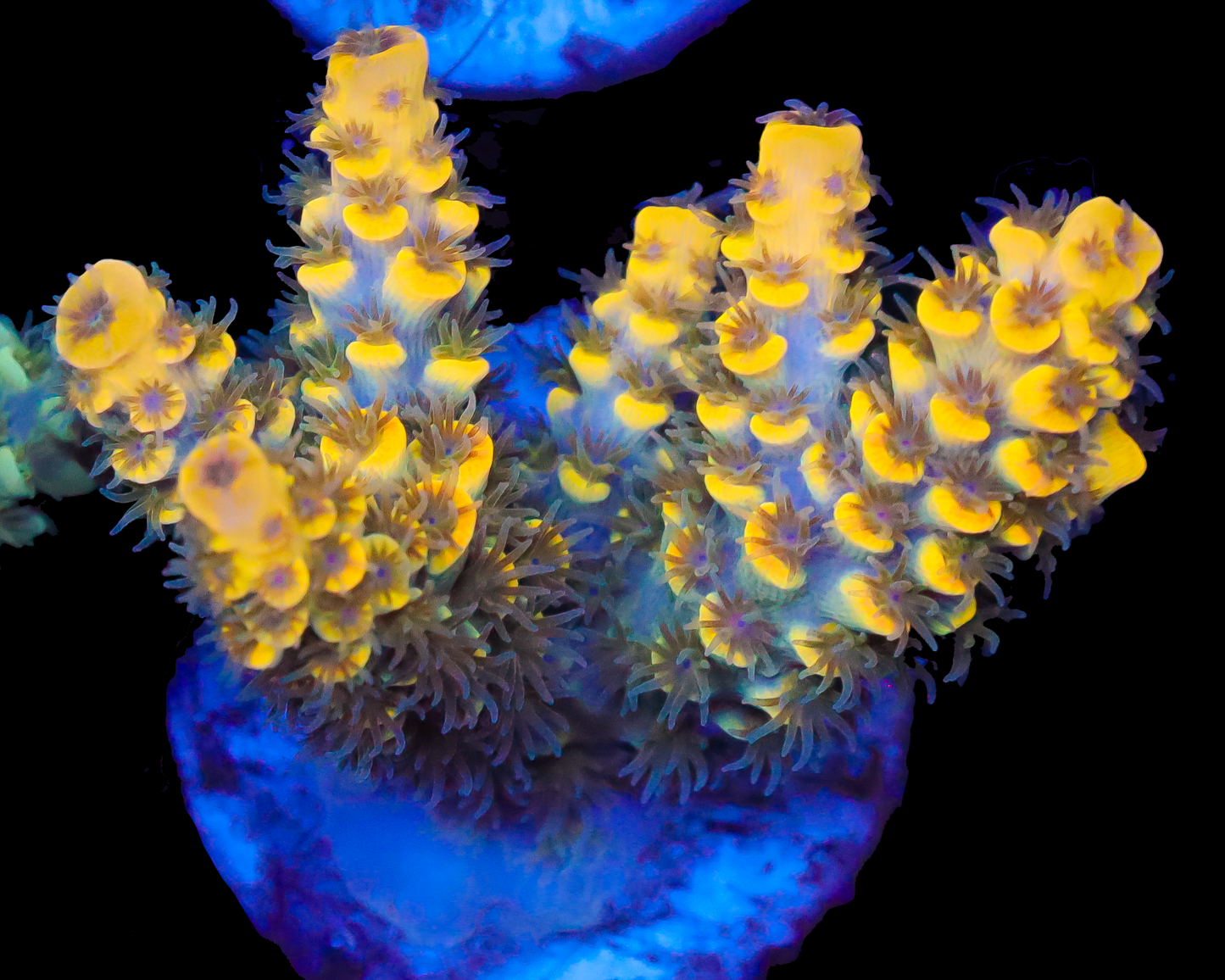 818'S LEMON HAZE TENUIS