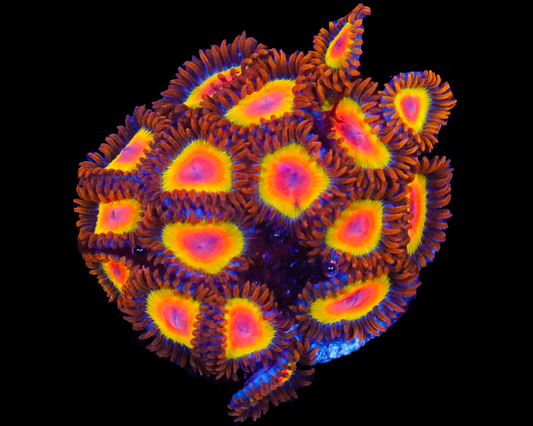 RASTA ZOAS