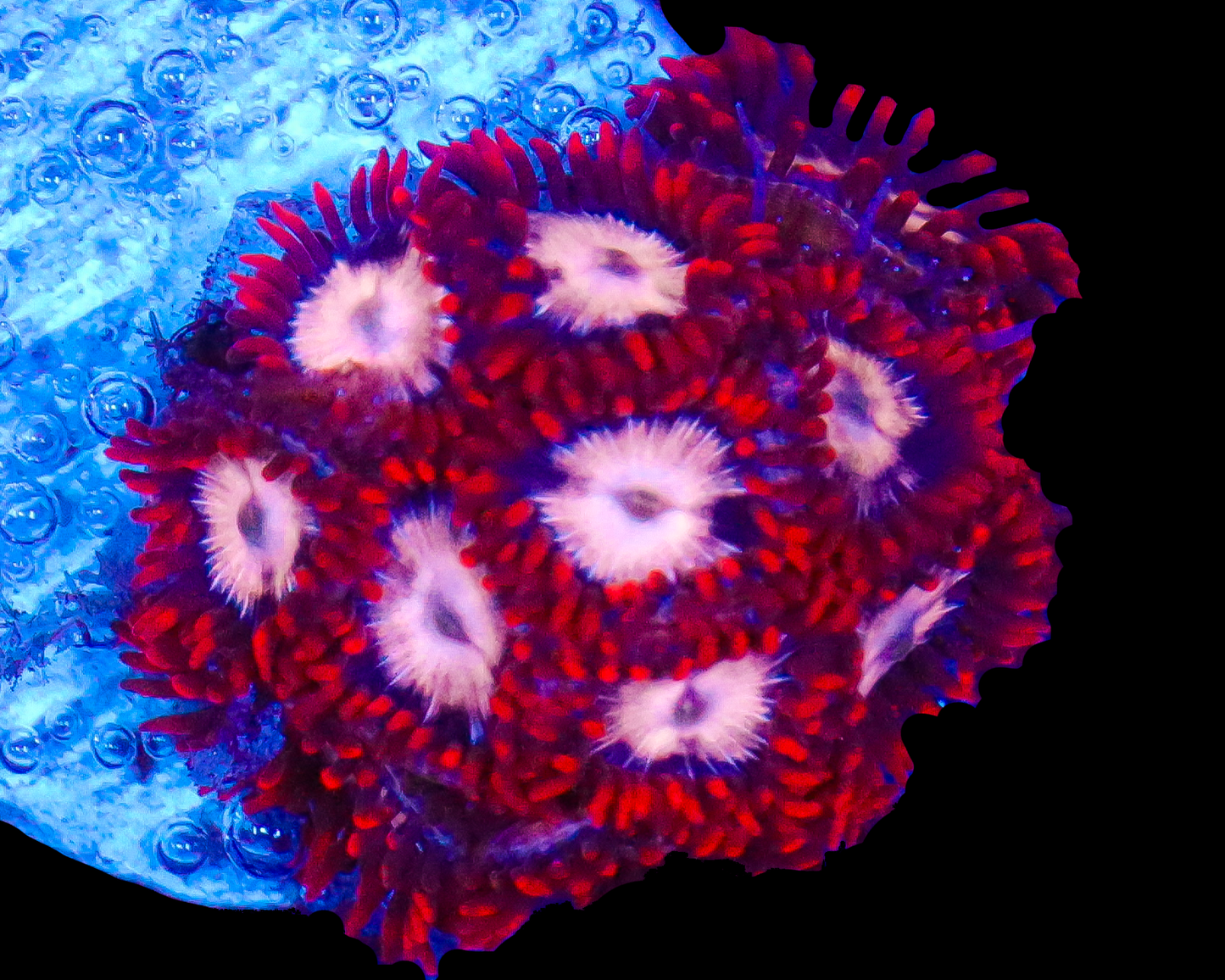 MULTICOLOR ZOAS