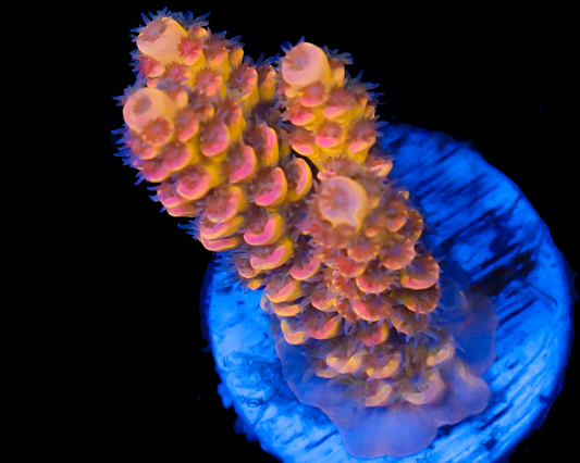 818'S CIRCUS FREAK TENUIS