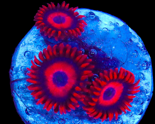RED OXIDE ZOAS
