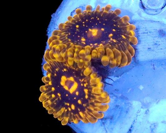 EXOSPHERE ZOAS