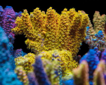 818'S XJ-13 SIDE SHOT