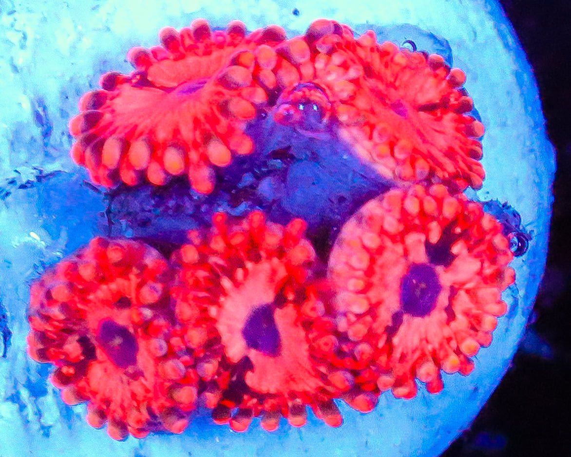 UTTER CHAOS ZOAS