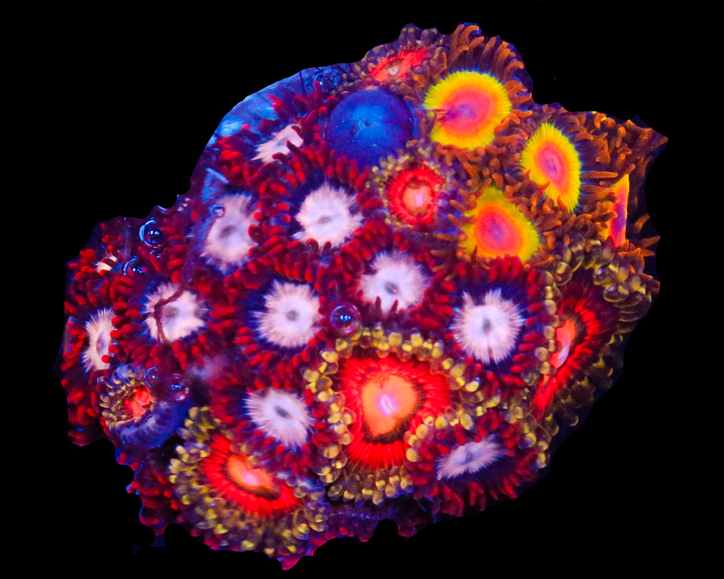ULTRA ZOA COMBO