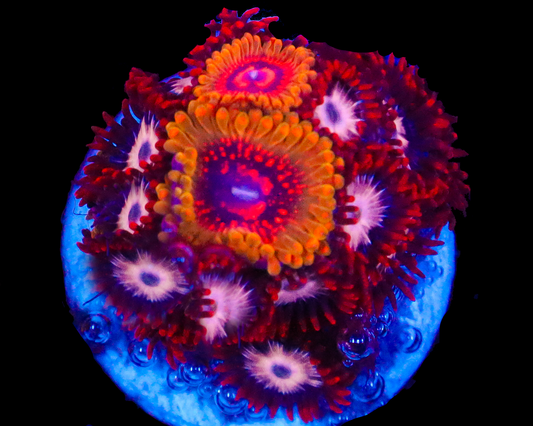 GMK ZOA COMBO