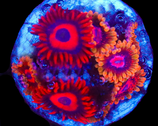 MIND TRICK ZOA COMBO