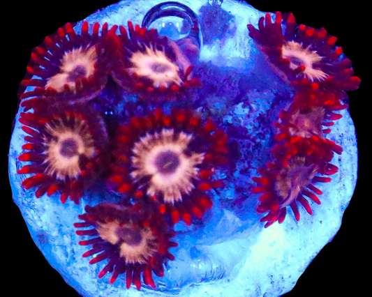 MULTICOLOR ZOAS