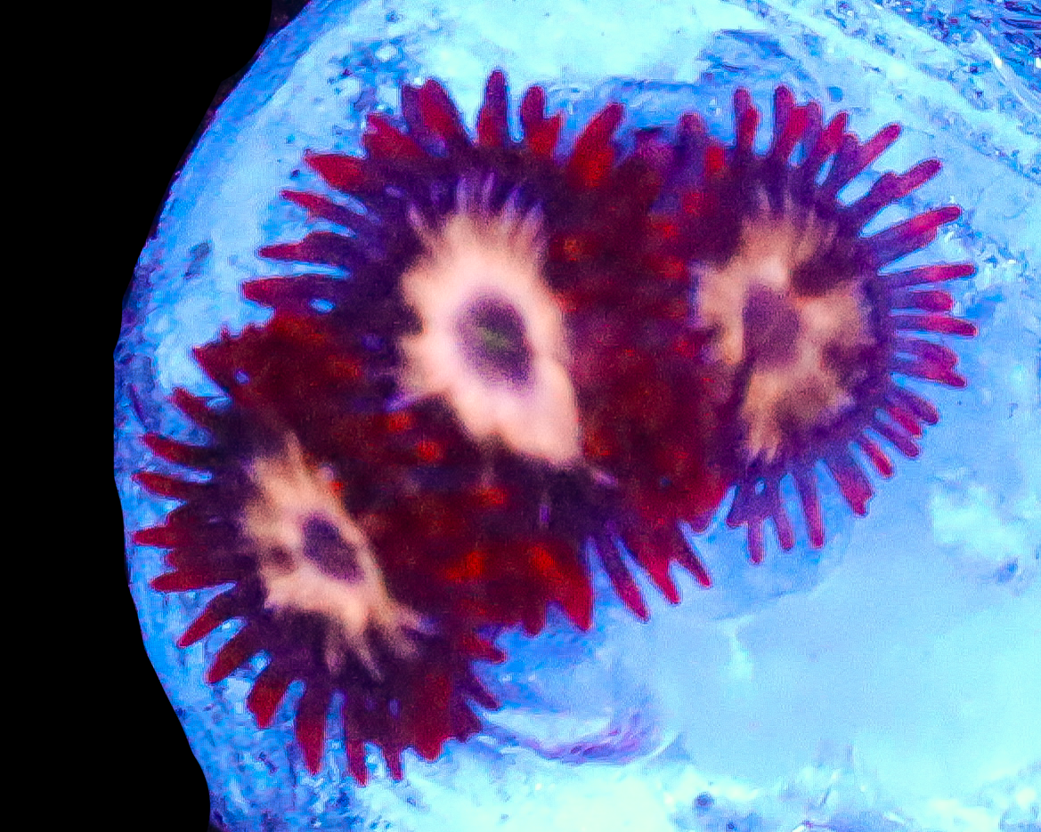 MULTICOLOR ZOAS