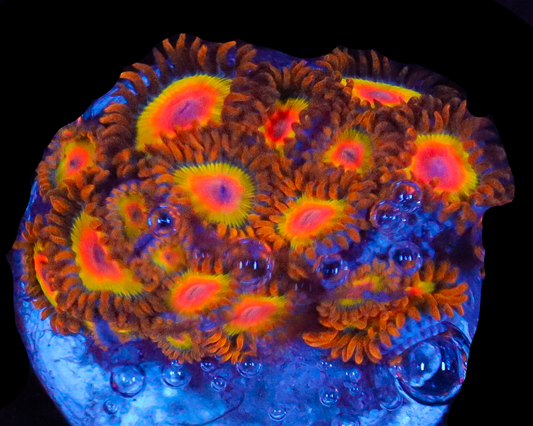 RASTA ZOAS