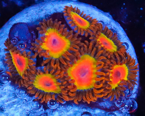 RASTA ZOAS