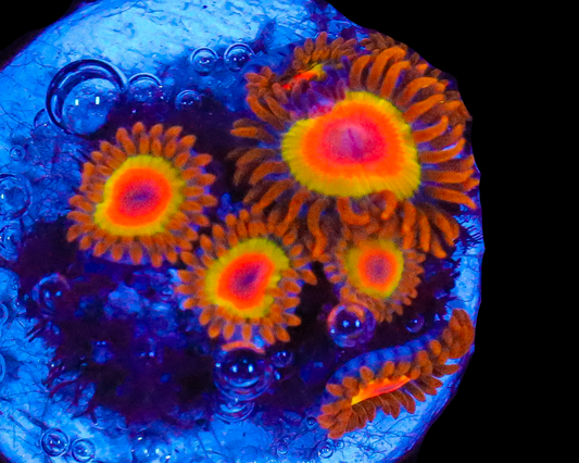 RASTA ZOAS