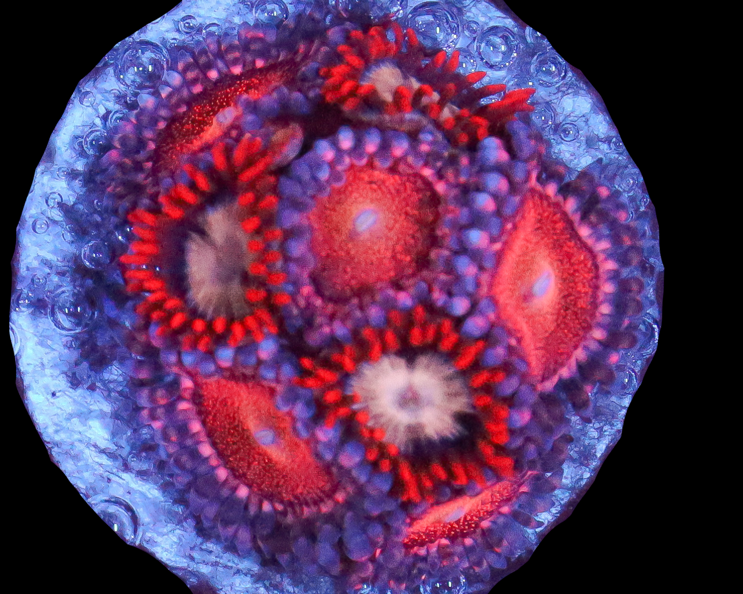 ZOA COMBO