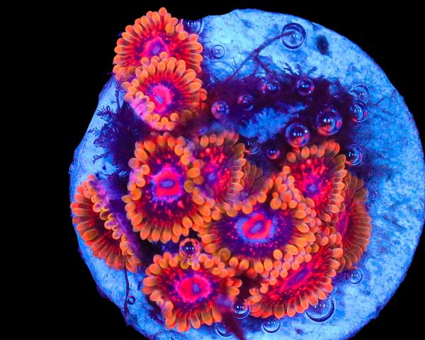 MIND TRICK ZOAS