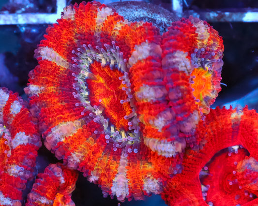 RAINBOW ACAN