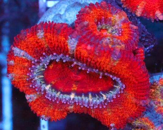 RAINBOW ACAN