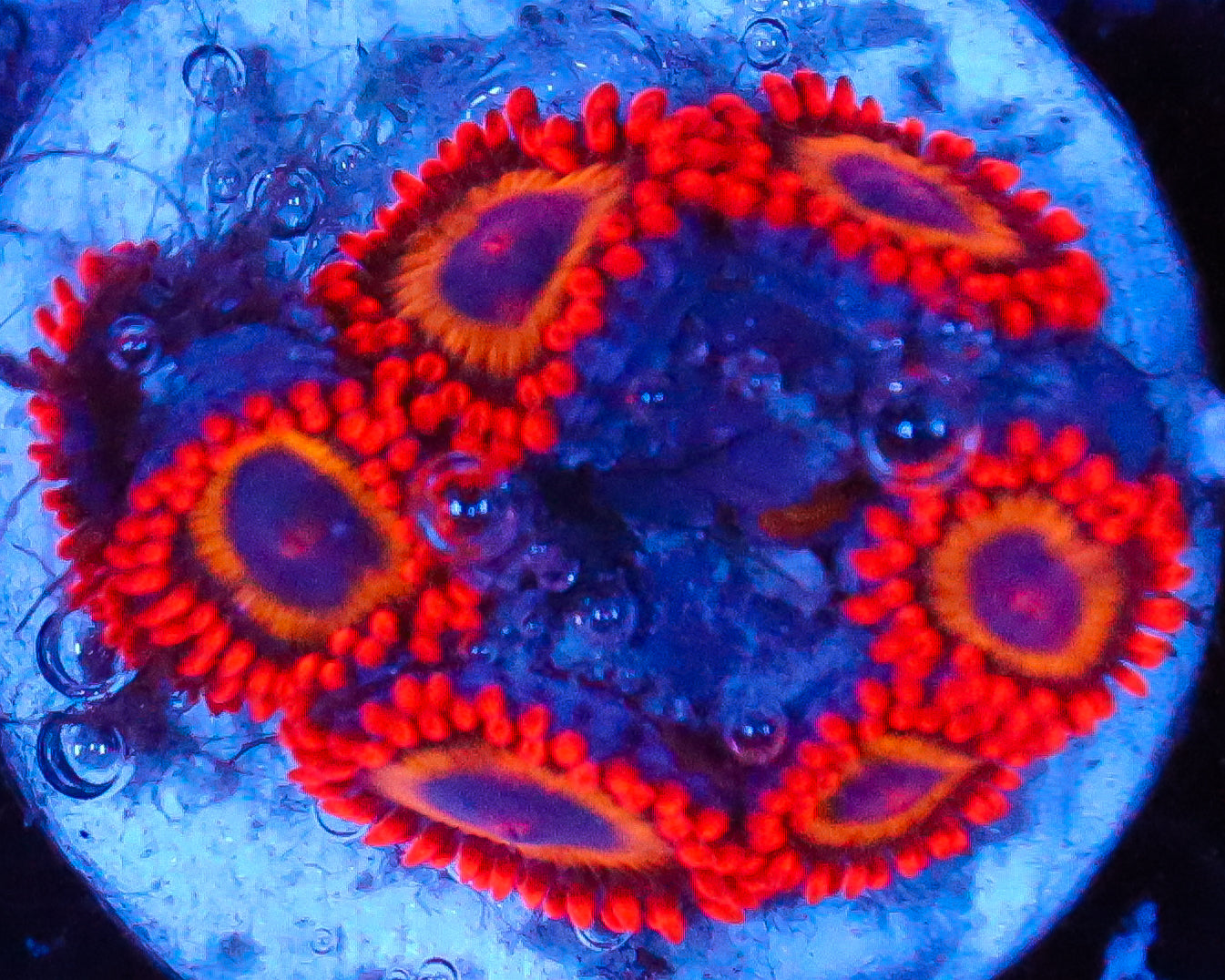 FRUIT LOOP ZOAS