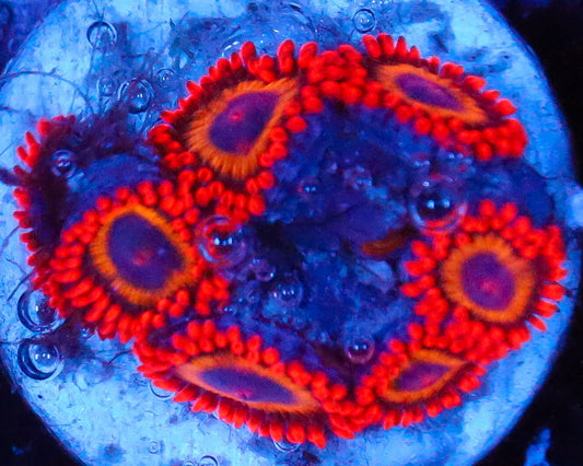 FRUIT LOOP ZOAS