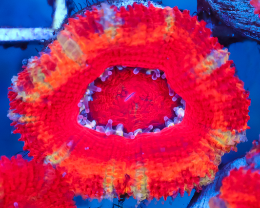 RAINBOW ACAN