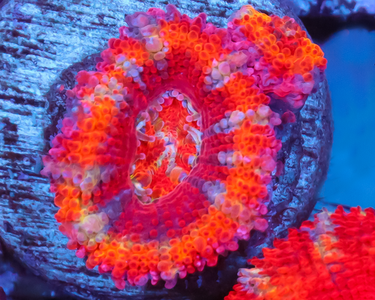RAINBOW ACAN