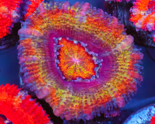 RAINBOW ACAN
